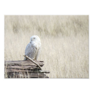 Impression Photo Chouette des neiges