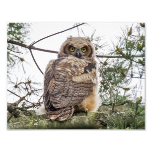 Impression Photo Chouette Sur Une Branche De Pin