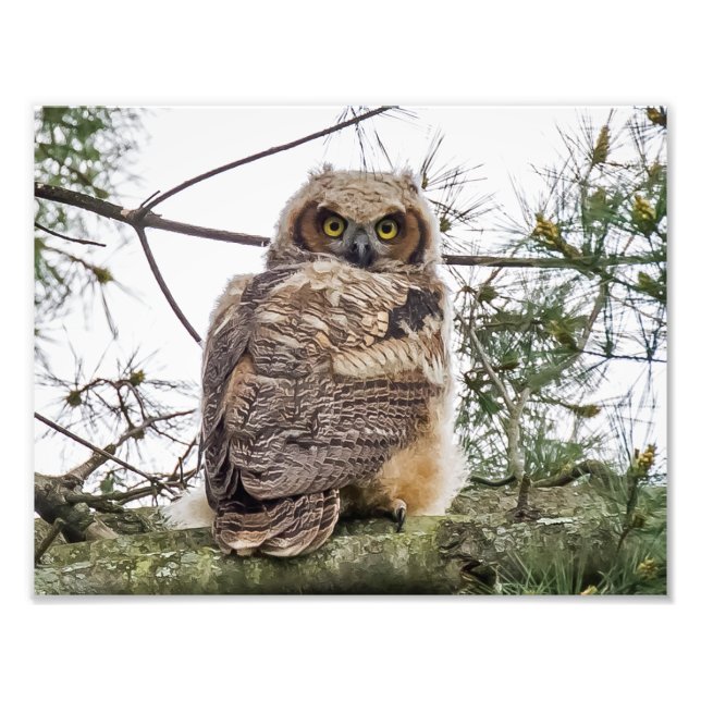 Impression Photo Chouette Sur Une Branche De Pin (Devant)