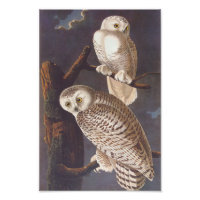 Chouettes blanches neigeuses à la nuit Audubon Art
