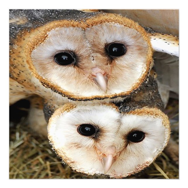 Impression Photo Chouettes pour bébé personnalisées (Devant)