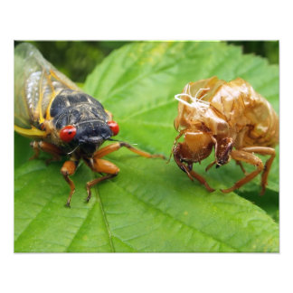 Impression Photo cicada and shell