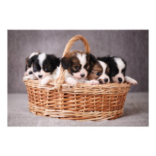 Impression Photo Cinq mignons chiots dans un panier