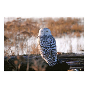 Impression Photo Cligner de l'oeil de hibou de Milou