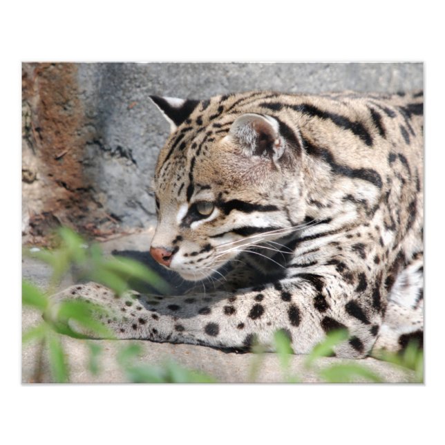 Impression Photo Closeup d'ocelot (Devant)