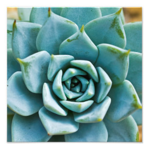 Impression Photo Closeup Succulent