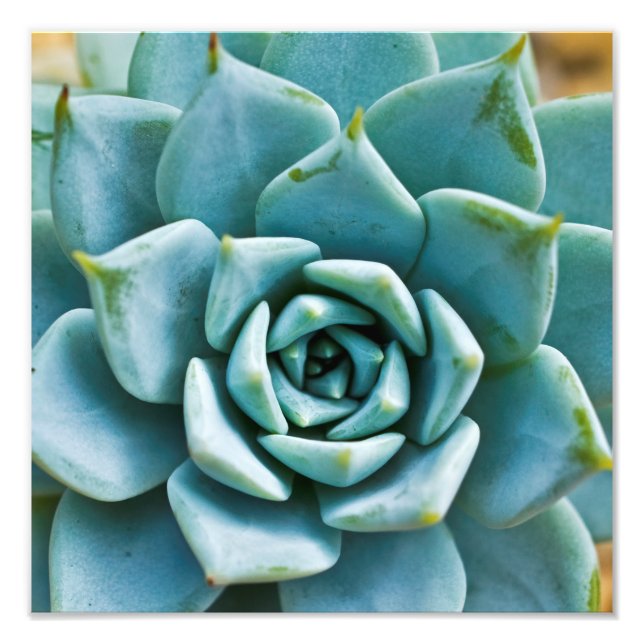 Impression Photo Closeup Succulent (Devant)