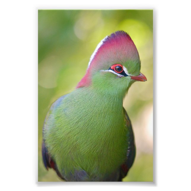 Impression Photo Closeup turaco de fischer (Devant)