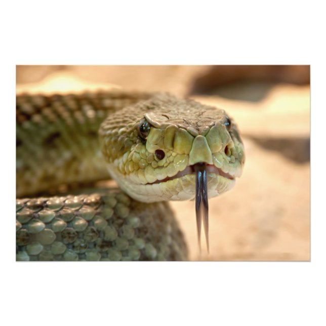 Impression Photo Closeuse de crotale (Devant)