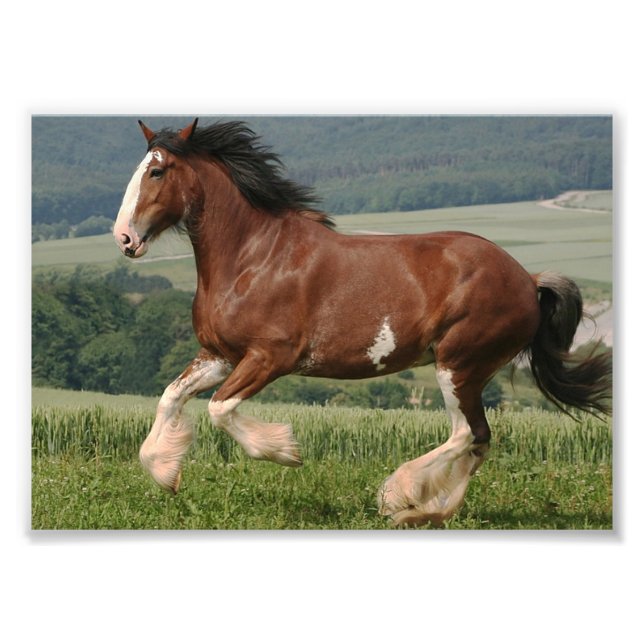 Impression Photo Clydesdale Horse (Devant)