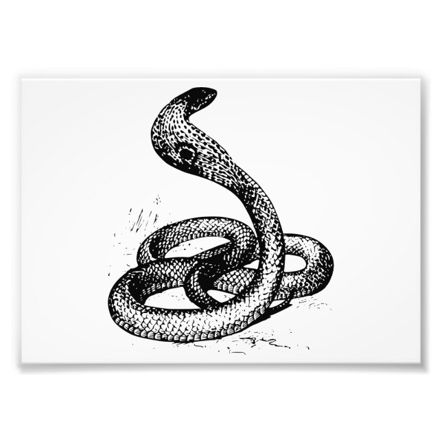 Impression Photo Cobra (Devant)