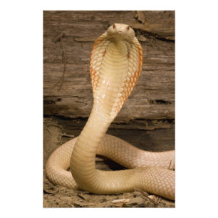 Impression Photo Cobra à monocle albinos, Naja kaouthia, enroulé