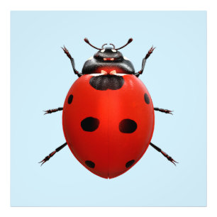 Impression Photo Coccinelle Chanceuse