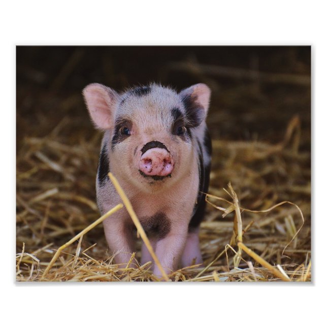 Impression Photo Cochon doux (Devant)