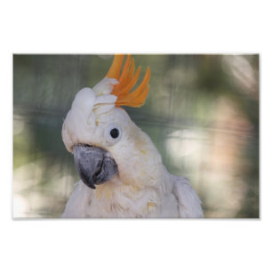 Impression Photo Cockatoo crêpé jaune - Imprimer