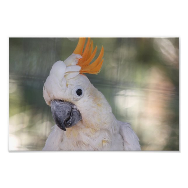 Impression Photo Cockatoo crêpé jaune - Imprimer (Devant)