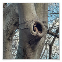 Cœur d'arbre