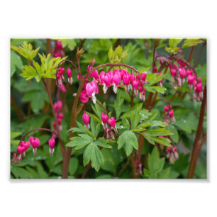 Impression Photo Coeurs ensanglantés du jour pluvieux