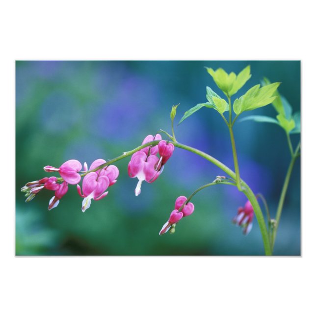 Impression Photo Coeurs saignants roses dans le jardin. Crédit : (Devant)