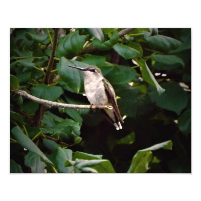 Impression Photo Colibri (Devant)