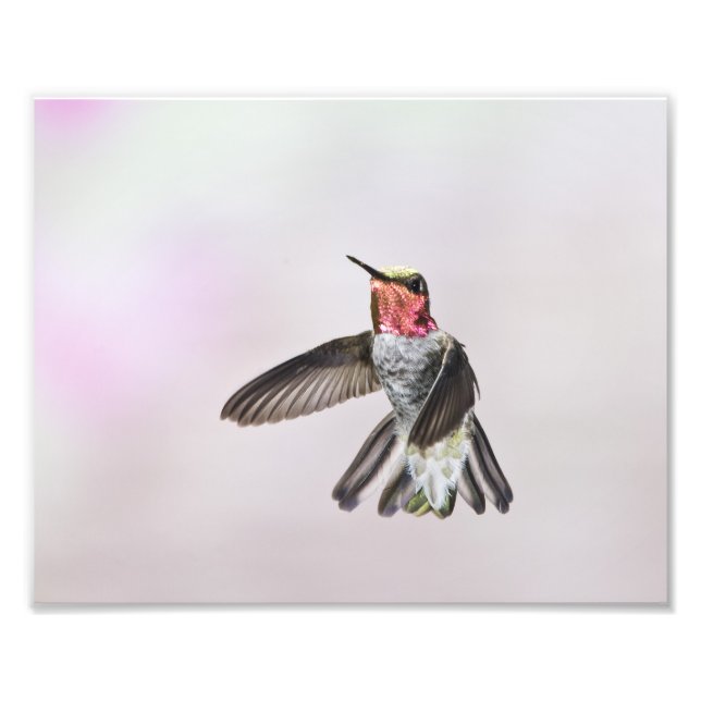 Impression Photo Colibri (Devant)