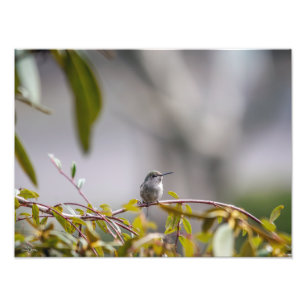 Impression Photo Colibri 3346