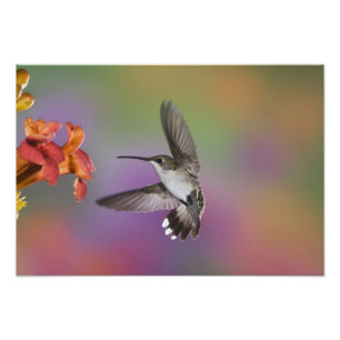 Impression Photo Colibri à gorge rubis femelle en vol