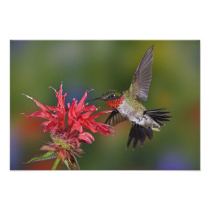 Impression Photo Colibri à gorge rubis mâle