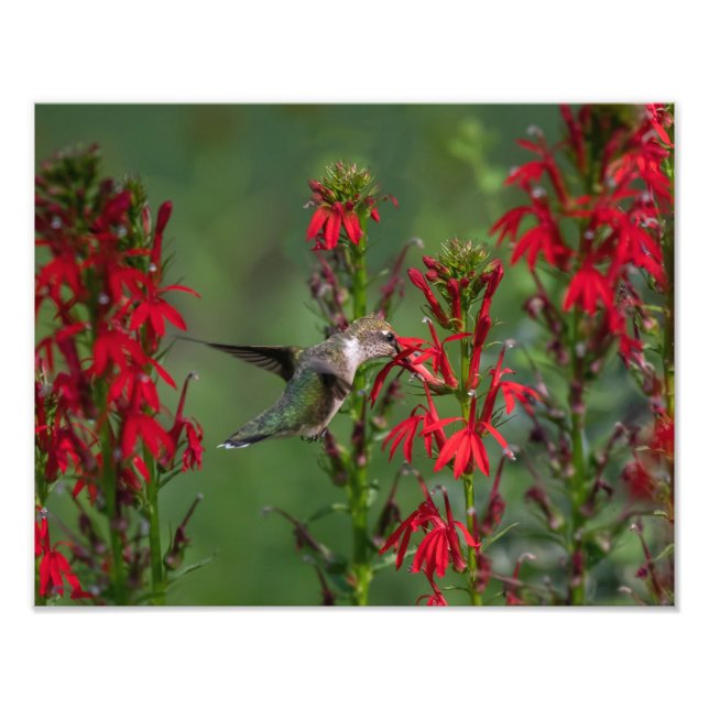 Impression Photo Colibri À La Fleur Cardinale (Devant)