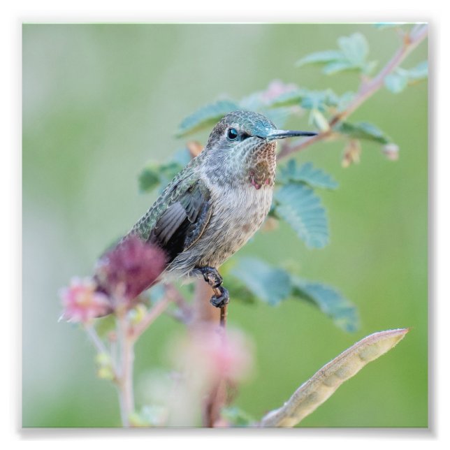 Impression Photo Colibri à la fleur rose (Devant)