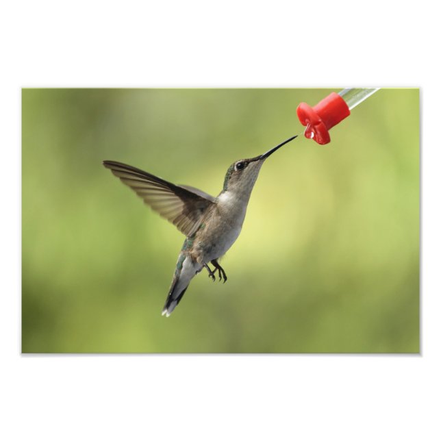 Impression Photo Colibri à la source (Devant)