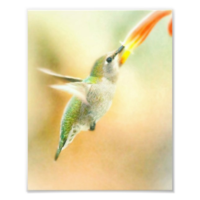 Impression Photo Colibri au petit matin (Devant)