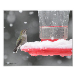 Impression Photo Colibri d'Anna 8X10 dans la neige