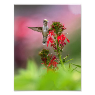 Impression Photo Colibri Et Fleur Cardinale