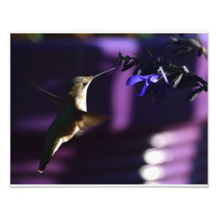 Impression Photo Colibri et Salvia Noir et Bleu