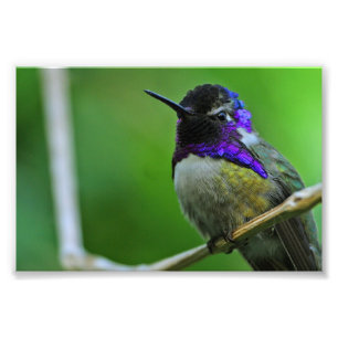 Impression Photo Colibri pourpre