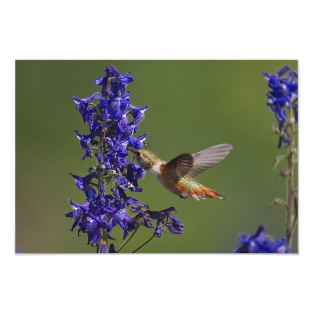 Impression Photo Colibri roux (Devant)