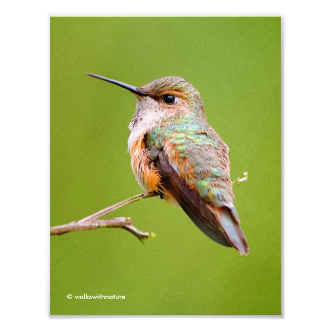 Impression Photo Colibri roux sur California Lilac (Devant)
