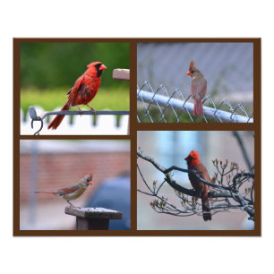 Impression Photo Collage de photos de cardinal