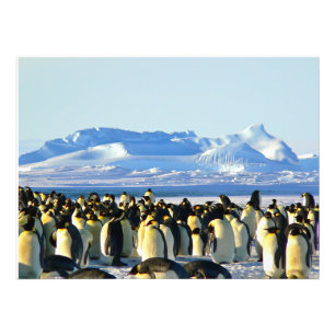 Impression Photo colonie de pingouins sur glace