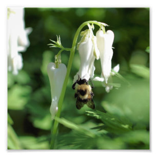 Impression Photo Colonne Blanche Fleur Et Bumble Beer 8x8