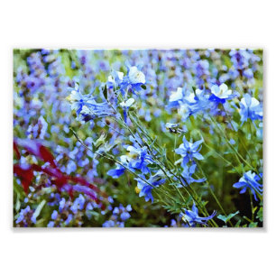 Impression Photo Columbines bleu - fleurs