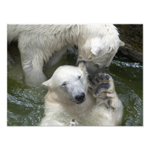 Impression Photo Combattre les ours polaires