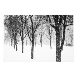 Impression Photo comme je prends le parti des arbres