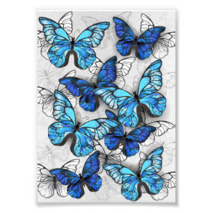 Impression Photo Composition des papillons blancs et bleus