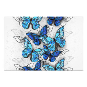 Impression Photo Composition des White and Blue Butterflies