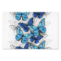 Composition des White and Blue Butterflies