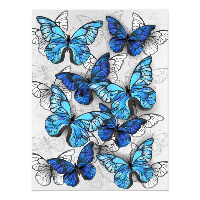 Impression Photo Composition des White and Blue Butterflies (Devant)