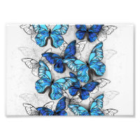Composition des White and Blue Butterflies