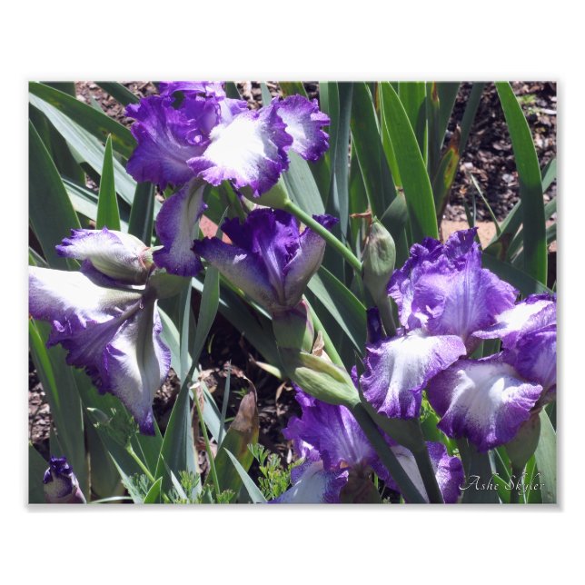 Impression Photo Comte d'Essex Irises (Devant)